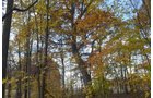 Property photo 42 - 75.3 Acres Offered in 2 Tracts